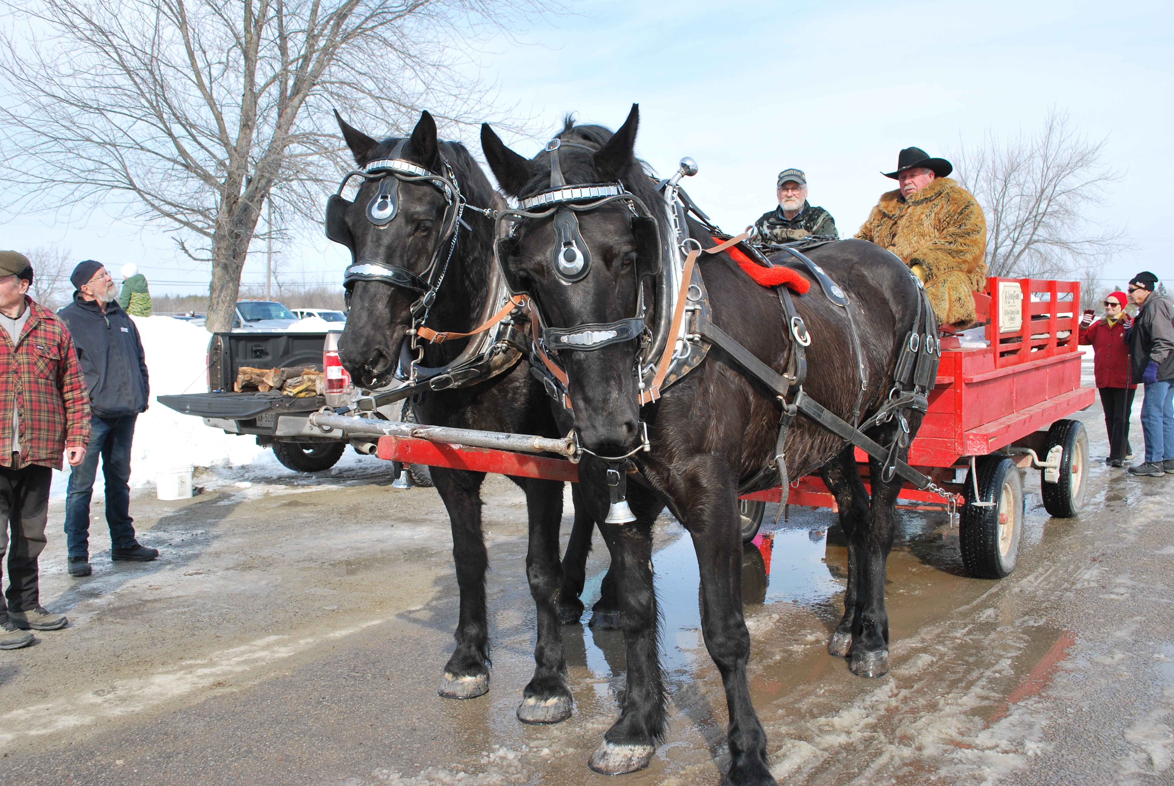 A team of two black draft horses pulling a red wagon. Two men in winter coats are sitting on the wagon driving the horses.